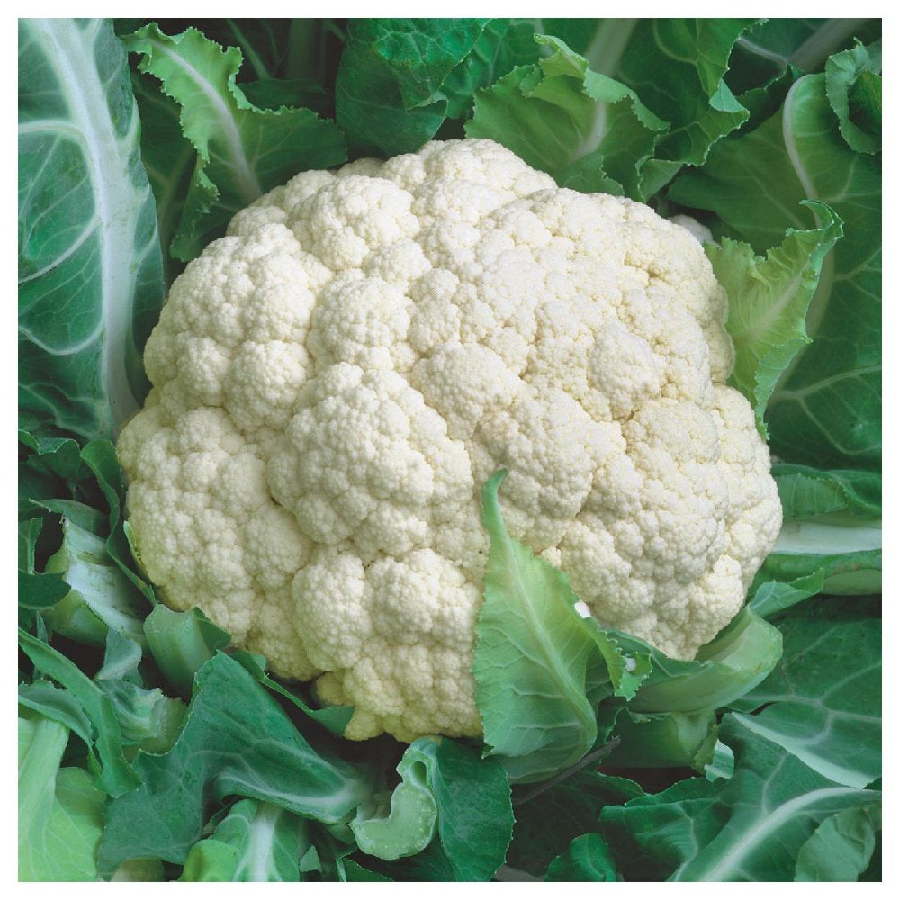 - 500 Snowball Self Blanching Cauliflower Seeds - Gold Vault Jumbo Bulk Seed Packet