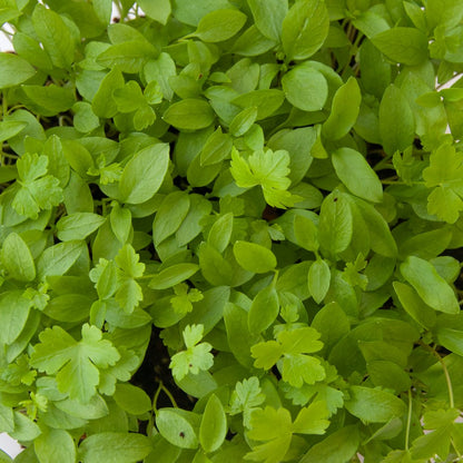 Parsley Microgreens Seeds - 1 Lb ~288,000 Seeds - Grow Non-Gmo Micro Parsley Herb Greens - Premium Seeds - High Germination Rate