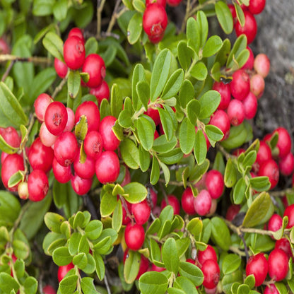 50 LINGONBERRY Mountain Cranberry Vaccinium Vitis-Idea Red Berry Edible Fruit Dwarf Evergreen Shrub Seeds