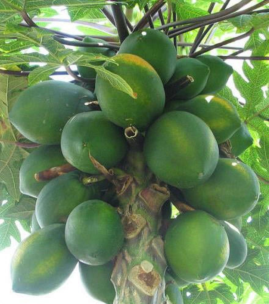 20 Coorg Honeydew Seeds, Honeydew Papaya Seeds - 20 Seeds (Carica Papaya) - 20 Count per Pack