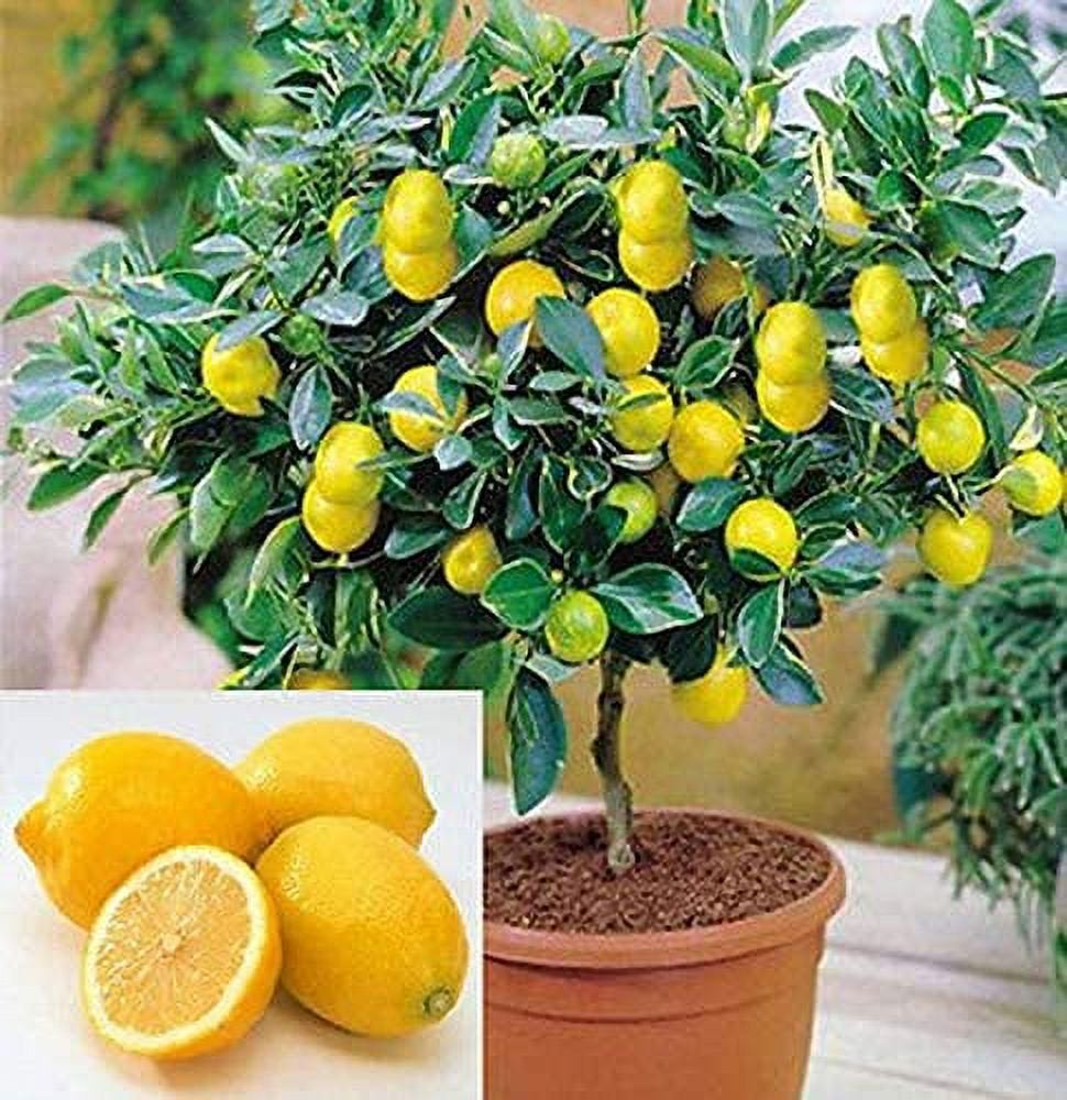 Dwarf Lemon Bonsai Tree Seeds, 20 Seeds ,Grow a Delicious Fruit Bearing Bonsai Tree - Ships from Iowa.