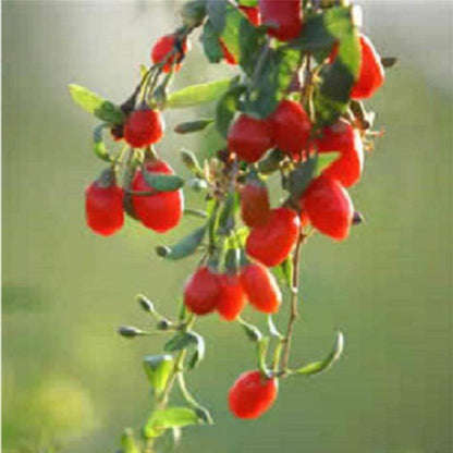 100 HIMALAYAN Tibetan GOJI BERRY Fruit Wolfberry Bush Lycium Barbabarum Seeds