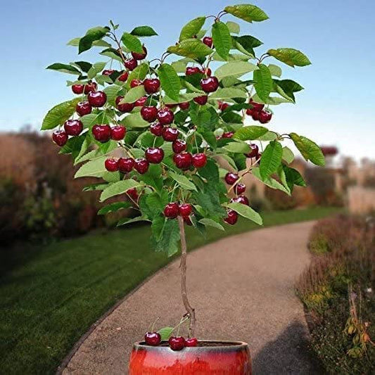30 Bonsai Dwarf Cherry Tree Seeds | Indoor or Outdoor Fruit Tree | Made in USA, Ships from Iowa