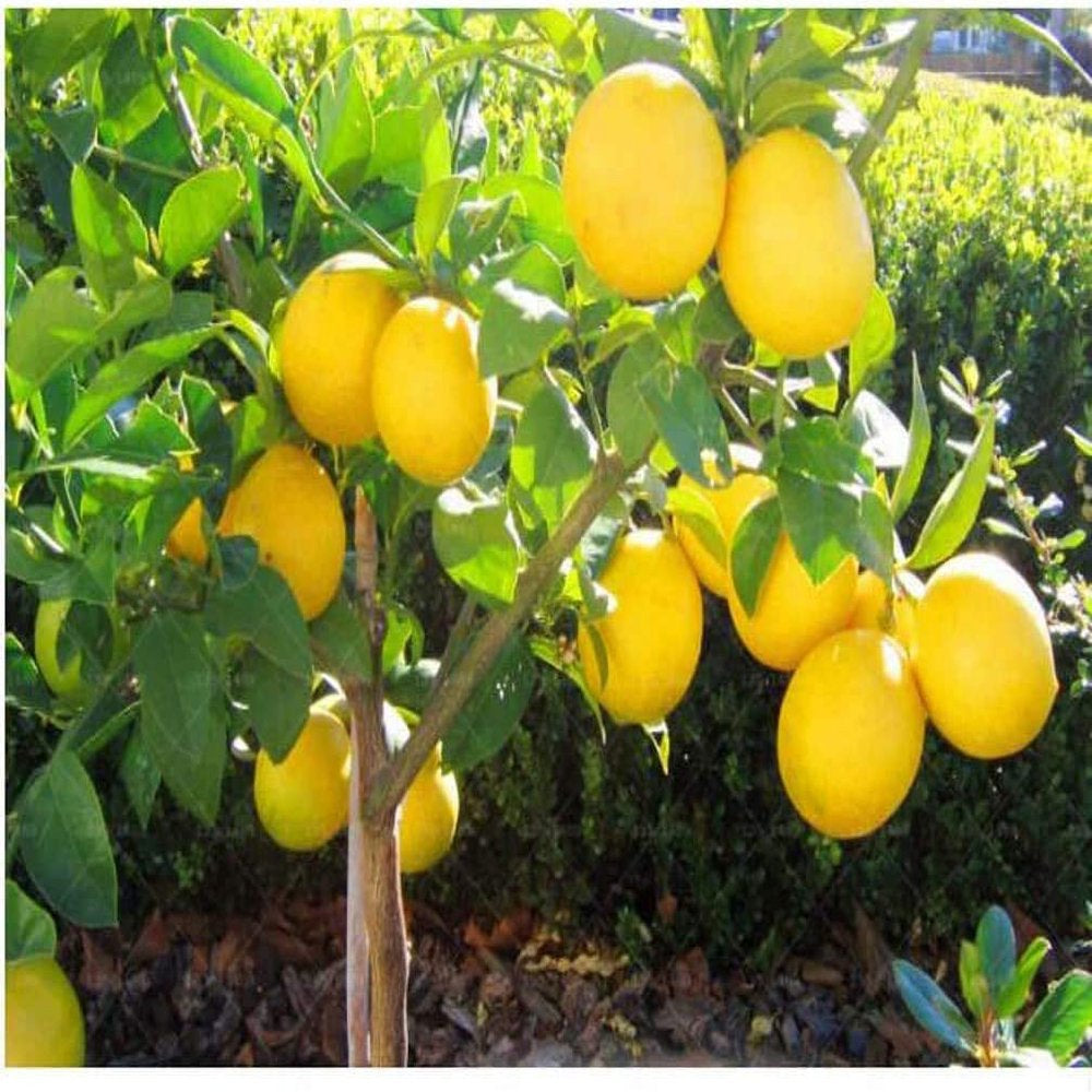 Dwarf Lemon Bonsai Tree Seeds, 20 Seeds ,Grow a Delicious Fruit Bearing Bonsai Tree - Ships from Iowa.