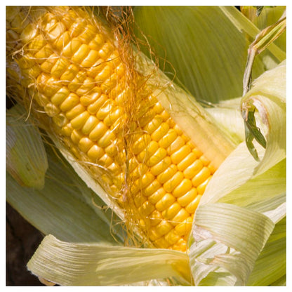 - 100 Golden Bantam Sweet Corn Seeds - Gold Vault Jumbo Bulk Seed Packet