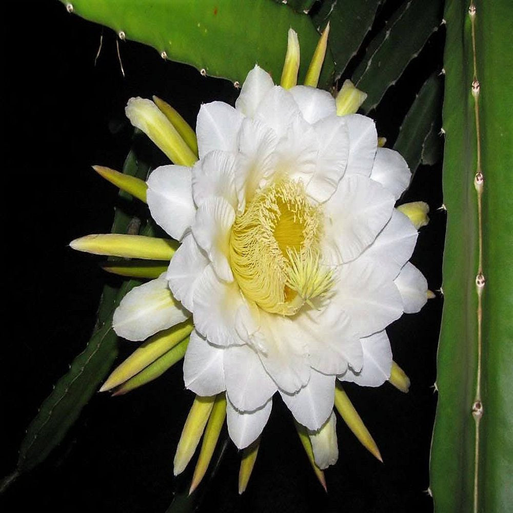 20 *Seeds WHITE DRAGON FRUIT (Pitaya / Pitahaya / Strawberry Pear) Hylocereus Undatus Cactus Seeds