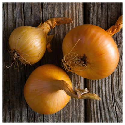 - 500 Texas Early Grano Onion Seeds - Gold Vault Jumbo Bulk Seed Packet