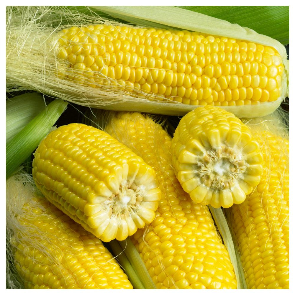 - 100 Golden Bantam Sweet Corn Seeds - Gold Vault Jumbo Bulk Seed Packet