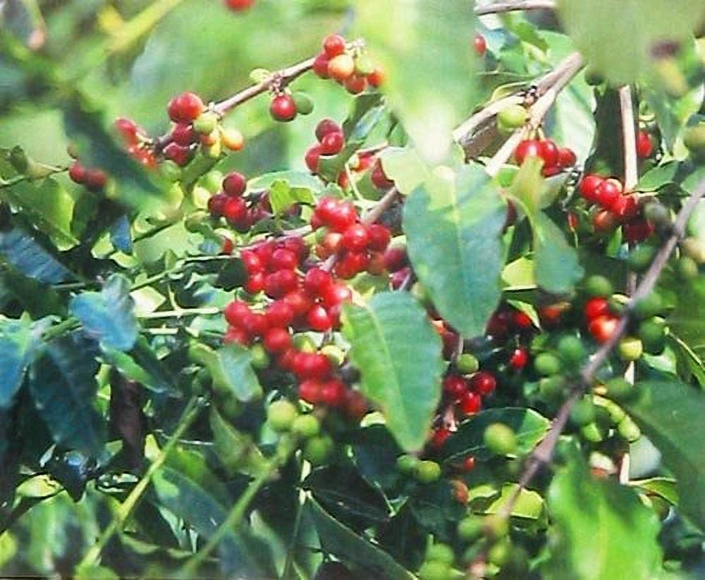 Hawaiian Live Arabica Kona Coffee Plant Seeds 1 Pack (4 Seeds) Full Shade