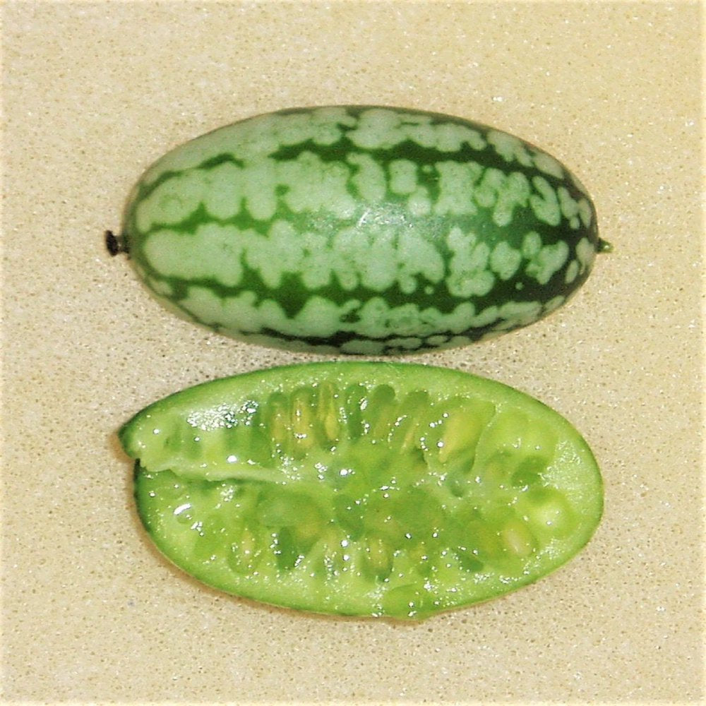 10 CUCAMELON Melothria Scabra Mouse Melon Mexican Gherkin Mini Watermelon Cucumber Fruit Vine Seeds