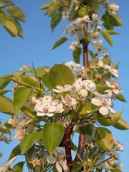 25 EUROPEAN PEAR TREE Pyrus Communis Fruit Seeds - White Flowers / Green Fruit