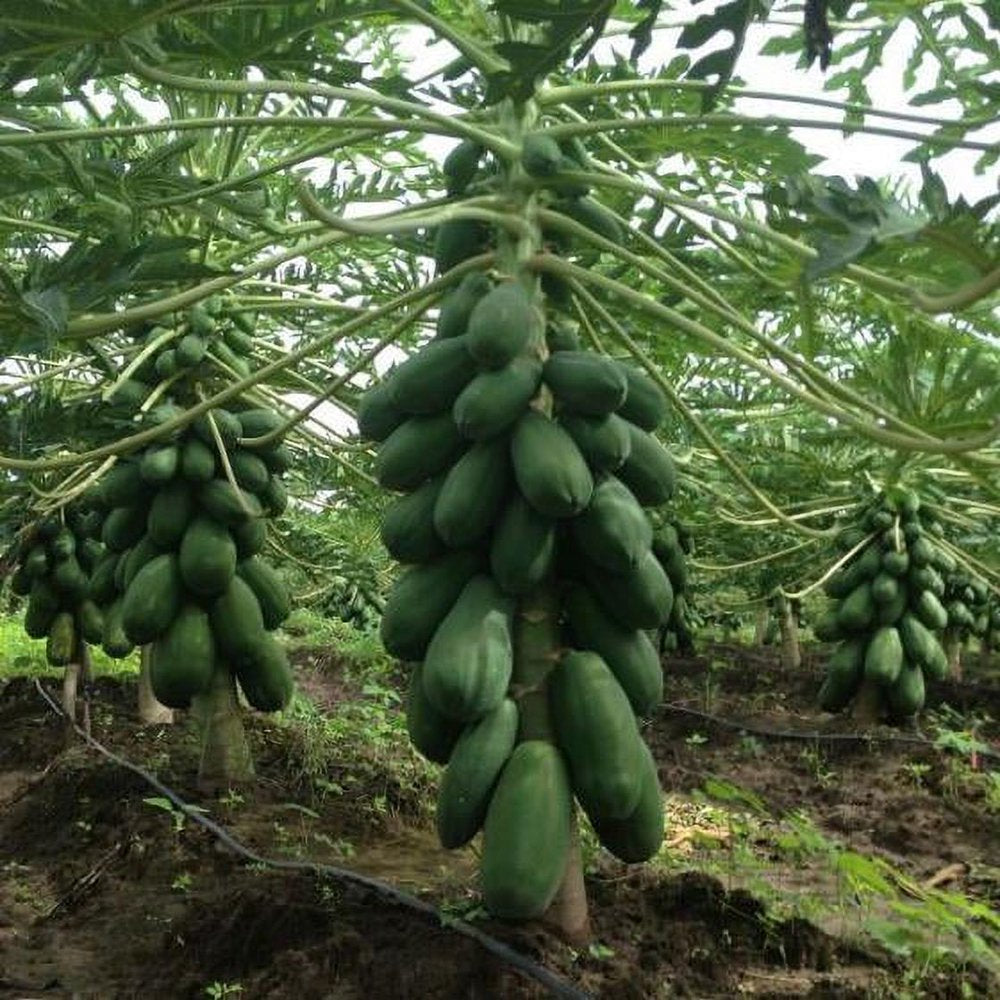 20 Coorg Honeydew Seeds, Honeydew Papaya Seeds - 20 Seeds (Carica Papaya) - 20 Count per Pack