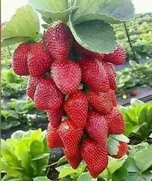 20 STRAWBERRY Giant LARGEST FRUIT ORGANIC EVERBEARING SEEDS, WINTER TOLERANT Free Shipping