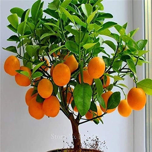 Bonsai Orange Tree Seeds, 20 Seeds ,Grow a Delicious Fruit Bearing Bonsai Tree - Ships from Iowa.