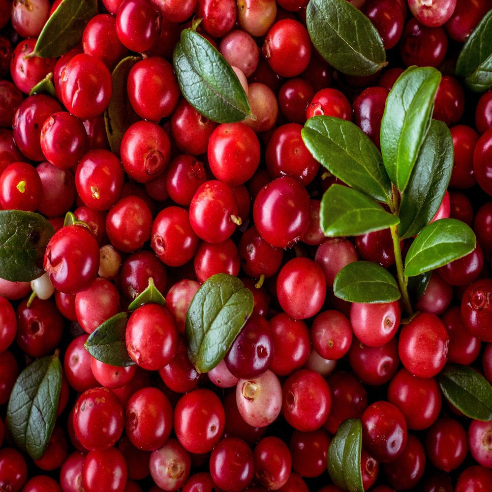 50 LINGONBERRY Mountain Cranberry Vaccinium Vitis-Idea Red Berry Edible Fruit Dwarf Evergreen Shrub Seeds