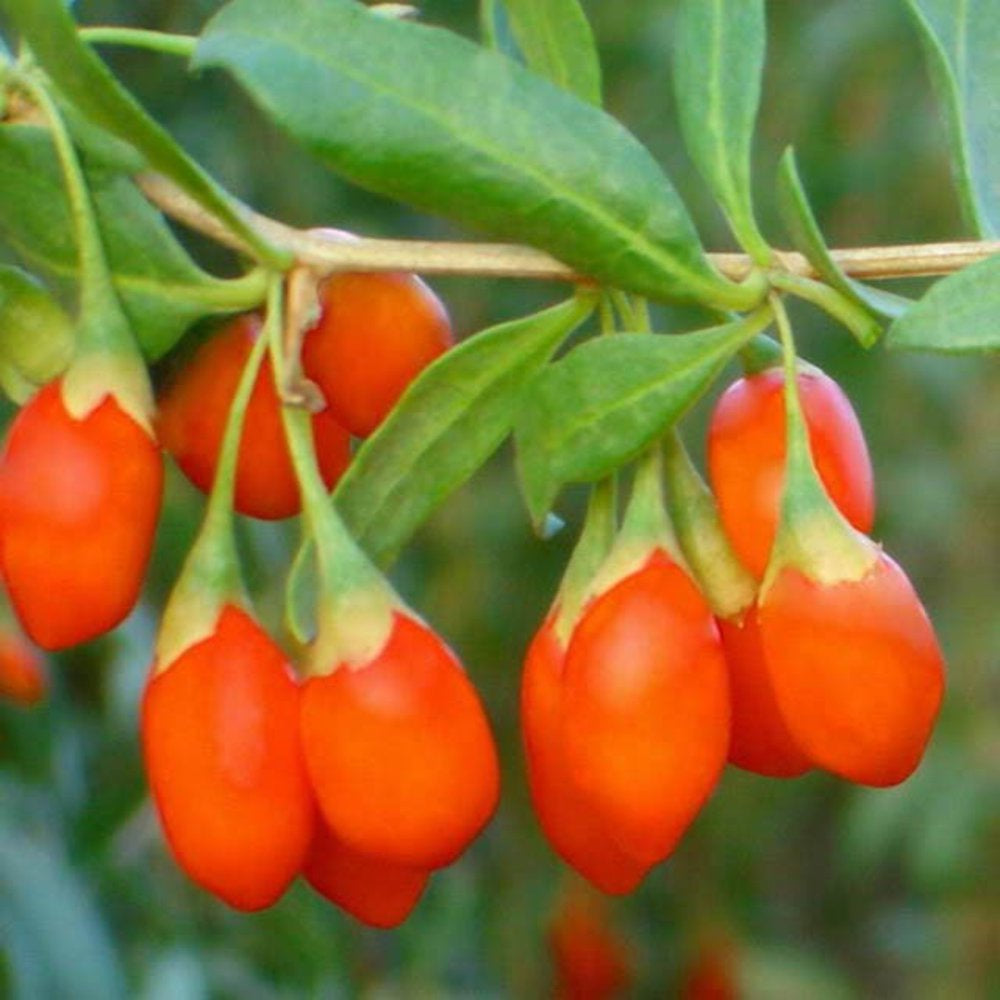 100 HIMALAYAN Tibetan GOJI BERRY Fruit Wolfberry Bush Lycium Barbabarum Seeds