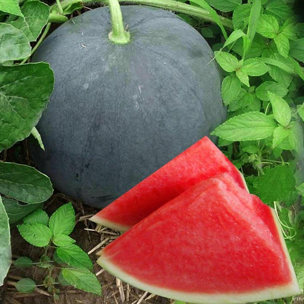 50Pcs/Pack Rare Seedless Watermelon Seeds Garden Delicious Organic Fruit Seeds