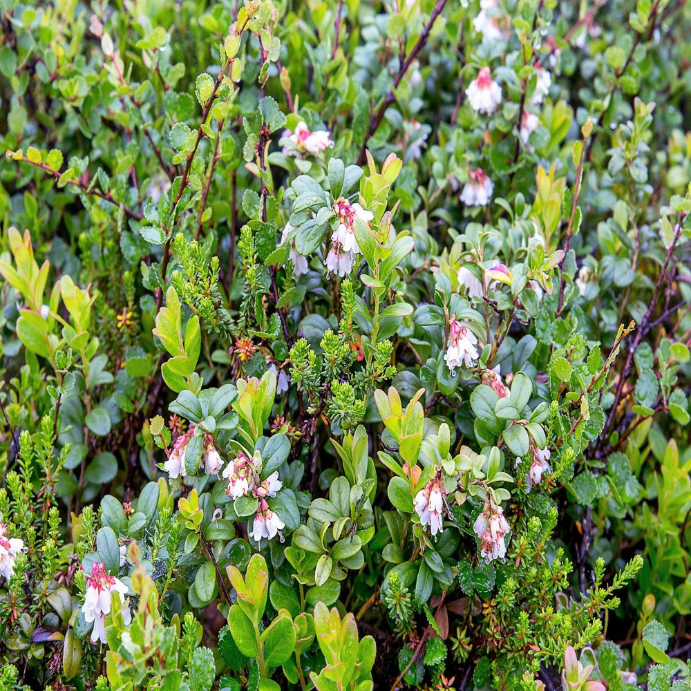 50 LINGONBERRY Mountain Cranberry Vaccinium Vitis-Idea Red Berry Edible Fruit Dwarf Evergreen Shrub Seeds