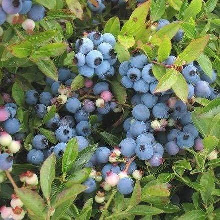 Lowbush Blueberry Seeds - 250+ Seeds - Made in USA, Ships from Iowa