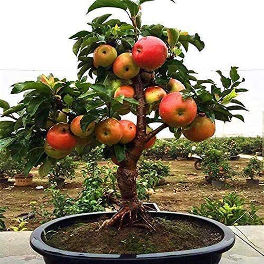 Dwarf Bonsai Apple Tree Seeds - 25 Seeds - Grow Exotic Indoor Fruit Bonsai