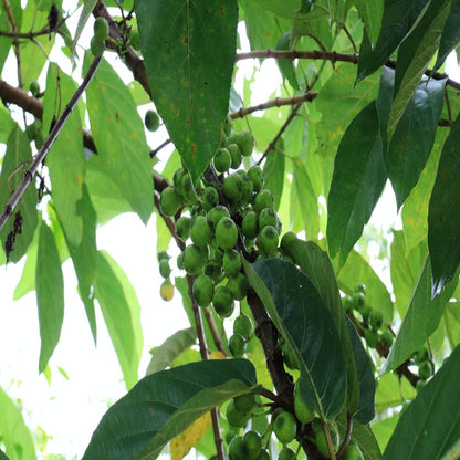 Tropical Fig Tree Seeds - Cluster Fig -20 Seeds - Bonsai or Standard- Rugged Bark Cluster Fig-See Listing Below- Ficus Racemosa