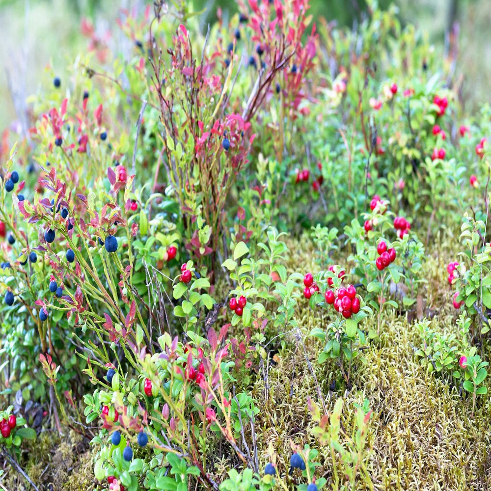 30 RED HUCKLEBERRY Vaccinium Parvifolium Aka Red Blueberry & Red Bilberry Pink Flower Berry Edible Fruit Shrub Seeds