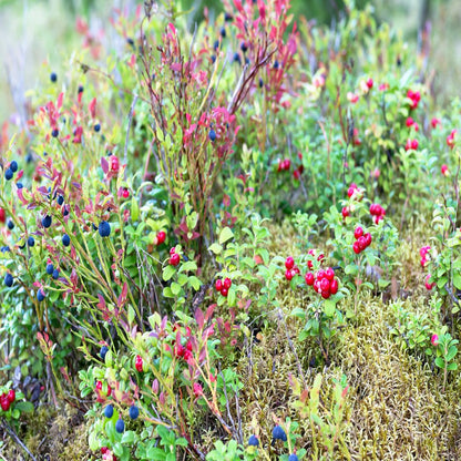 30 RED HUCKLEBERRY Vaccinium Parvifolium Aka Red Blueberry & Red Bilberry Pink Flower Berry Edible Fruit Shrub Seeds