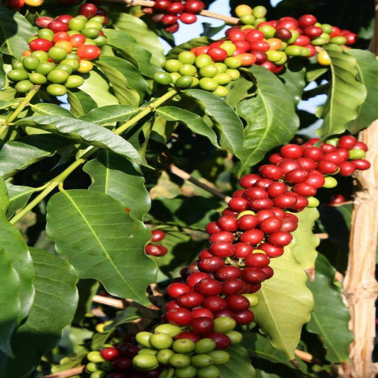 Hawaiian Live Arabica Kona Coffee Plant Seeds 1 Pack (4 Seeds) Full Shade