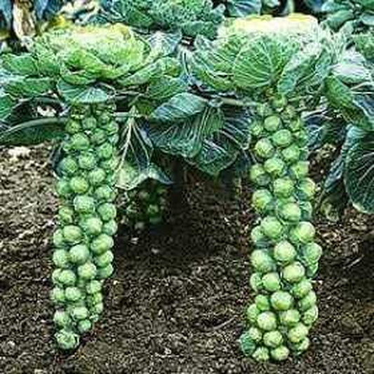Brussel Sprouts Seeds | 300+ Seeds | Grow Your Own Food | Long Island Brussel Sprouts,