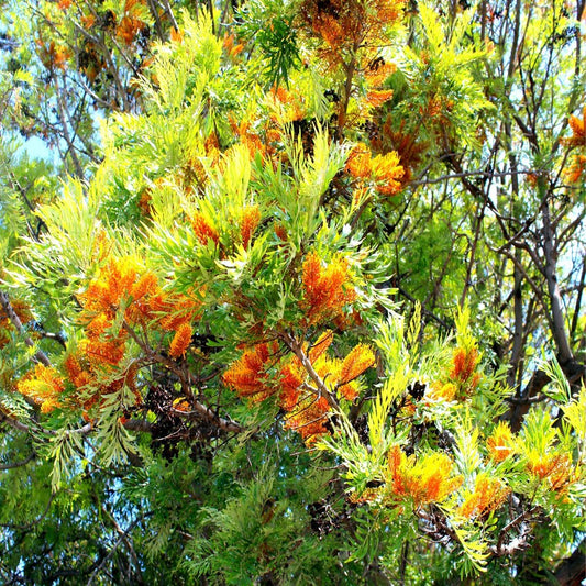 30 Silky Oak Tree Seeds for Planting - Grevillea Robusta