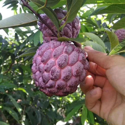 Purple Sugar Apple Seed 10 Seeds Annona Squamosa Tree Plant Edible Sweet Fruit Healthy Perennial Tropical Plants