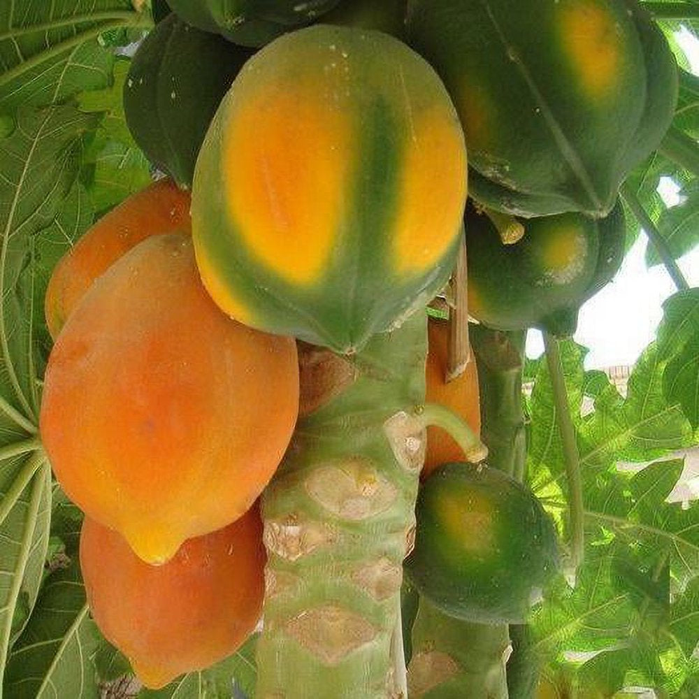 20 Coorg Honeydew Seeds, Honeydew Papaya Seeds - 20 Seeds (Carica Papaya) - 20 Count per Pack