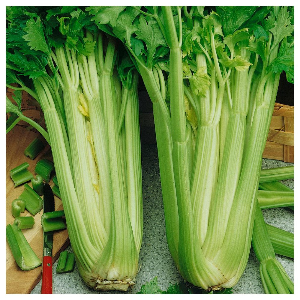 - 2000 Tall Utah 52-70 Celery Seeds - Gold Vault Jumbo Bulk Seed Packet