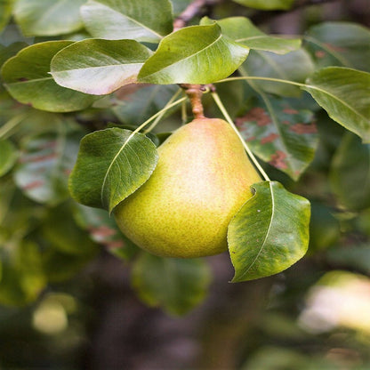 25 EUROPEAN PEAR TREE Pyrus Communis Fruit Seeds - White Flowers / Green Fruit