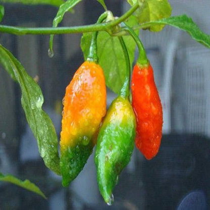 20 GHOST PEPPER SEEDS Blazing Hot Naga Bhut Jolokia Cobra Chili Vegetable Seeds