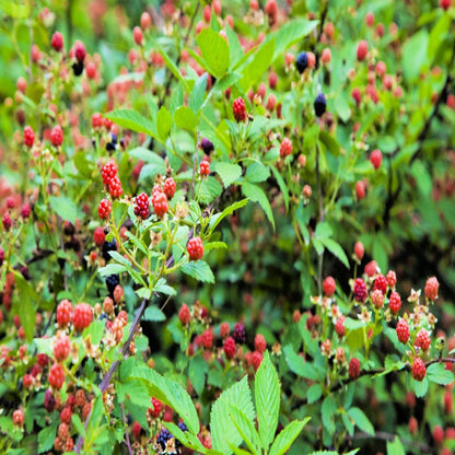 50 WHITEBARK Black RASPBERRY Western Blackcap Raspberry Rubus Leucodermis Native Fruit Berry Seeds