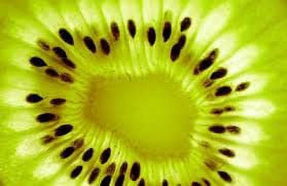 Kiwi Fruit (Actinidia Chinensis) Vine Great Heirloom 50 Seeds by