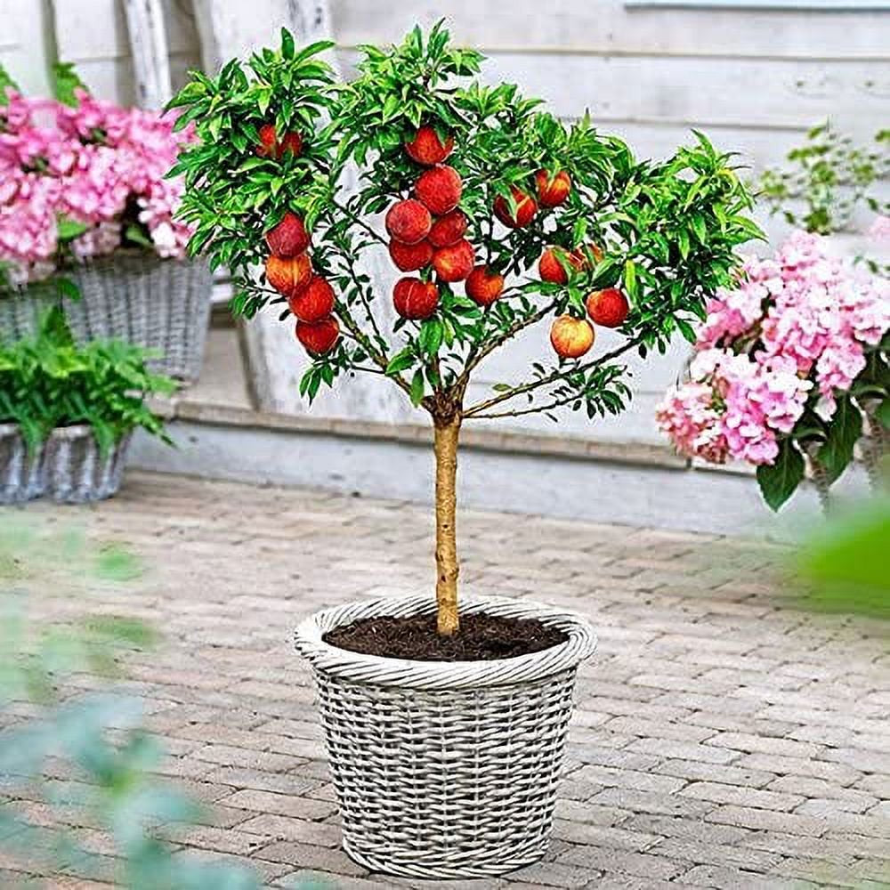 Peach Bonsai Tree Seeds - 4 Large Seeds - Grow Fruit Bearing Bonsai - Made in USA. Ships from Iowa