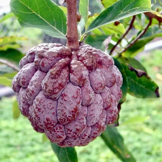 Purple Sugar Apple Seed 10 Seeds Annona Squamosa Tree Plant Edible Sweet Fruit Healthy Perennial Tropical Plants