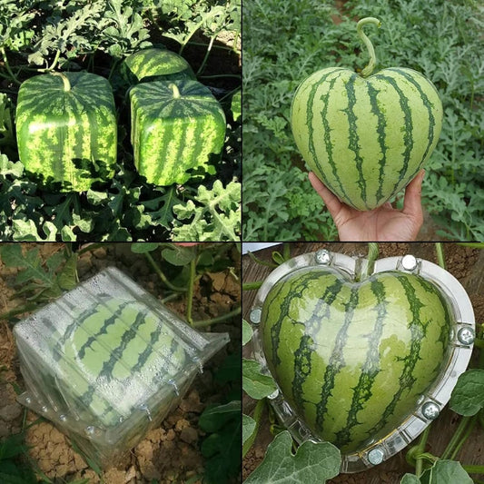 Square Watermelon Seed 100 Seeds Rare Shape Watermelon DIY Garden Planting Edible Fruit Easy Cultivating