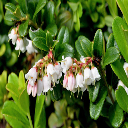 50 LINGONBERRY Mountain Cranberry Vaccinium Vitis-Idea Red Berry Edible Fruit Dwarf Evergreen Shrub Seeds