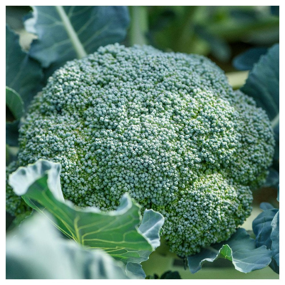 - 500 De Cicco Broccoli Seeds - Gold Vault Jumbo Bulk Seed Packet