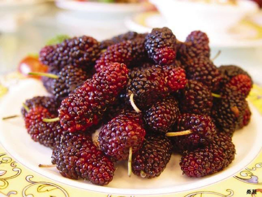 15 Red MULBERRY Morus Rubra Fruit Bush / Tree Seeds