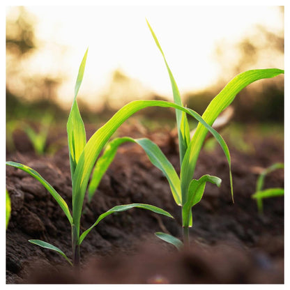 - 100 Golden Bantam Sweet Corn Seeds - Gold Vault Jumbo Bulk Seed Packet