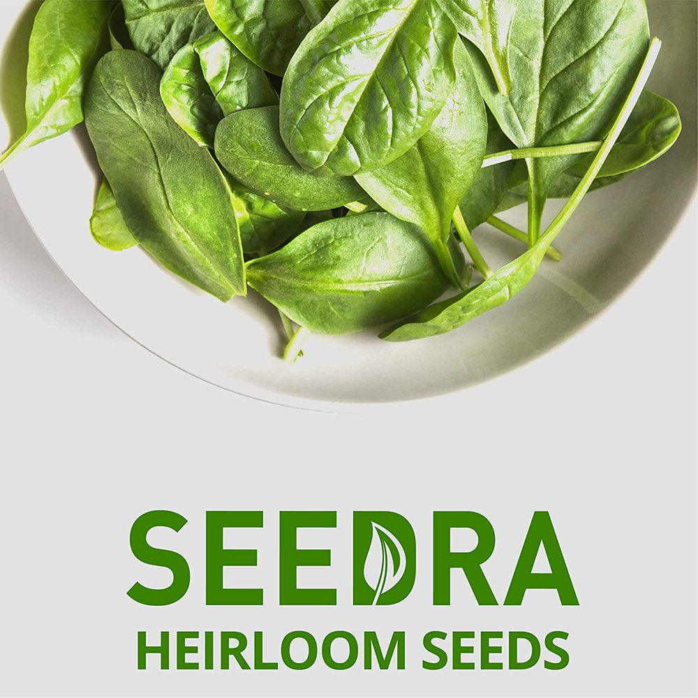 300+ Spinach Seeds for Indoor, Outdoor and Hydroponic Planting, Non GMO Hybrid Seeds for Home Garden - 1 Pack