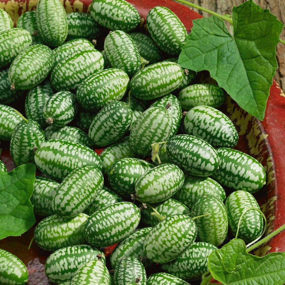 Cucamelon Seeds - 1 G Packet ~30 Seeds - Heirloom, Non-Gmo Gardening - AKA: Mexican Sour Gherkin, Sandia De Raton