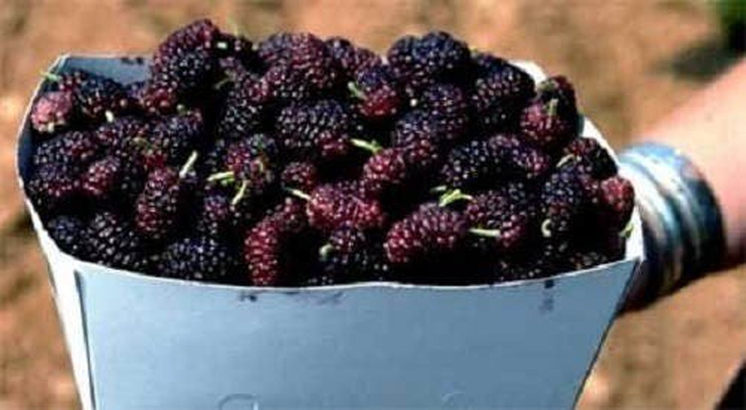 15 Red MULBERRY Morus Rubra Fruit Bush / Tree Seeds