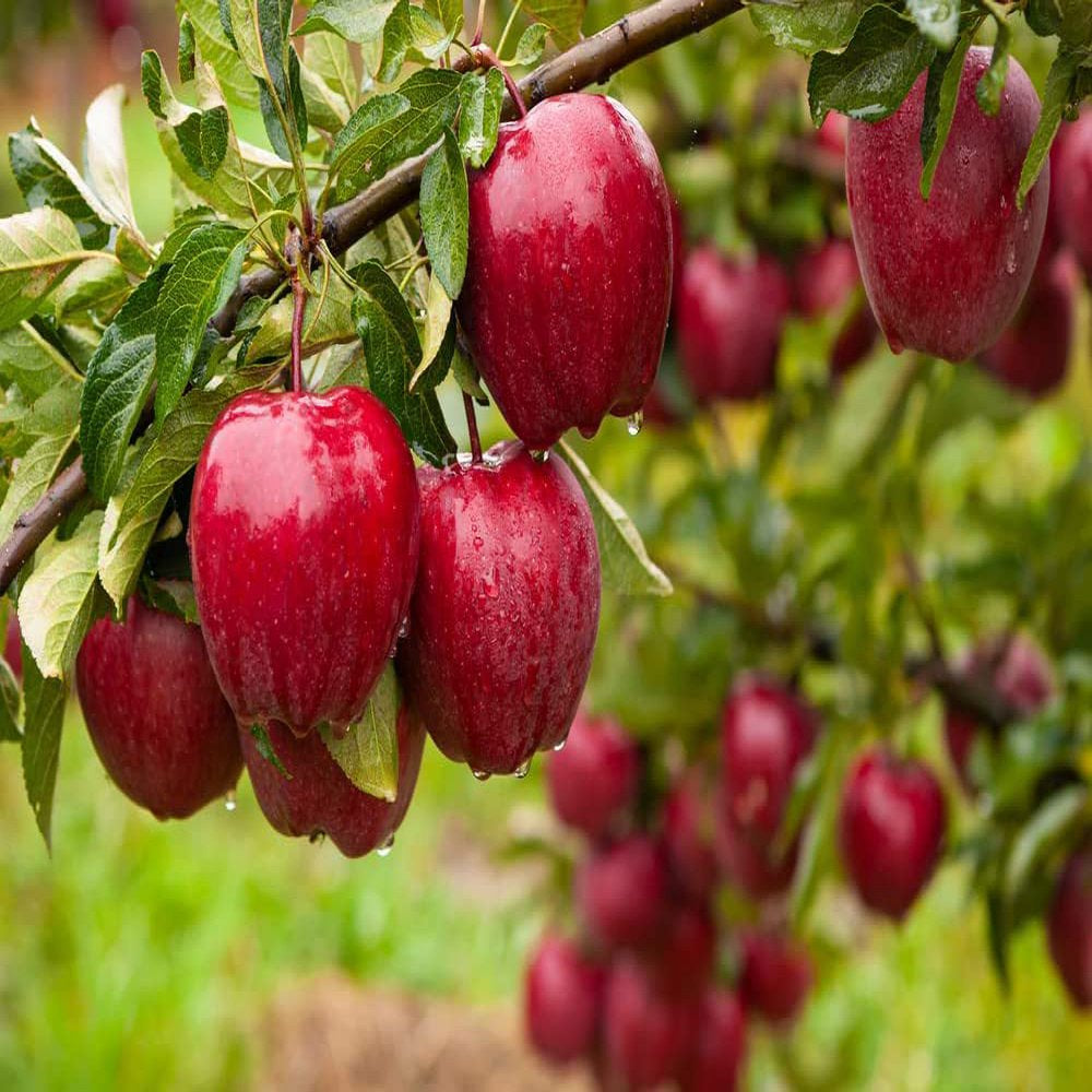 Heirloom Fruit Seeds - 5 Variety Individual Packs - Grape, Apple, Kiwi, Guava, Passion Fruit Seeds for Planting - Home Garden Bonsai Fruit