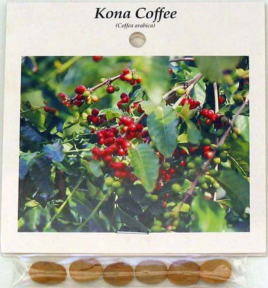 Hawaiian Live Arabica Kona Coffee Plant Seeds 1 Pack (4 Seeds) Full Shade