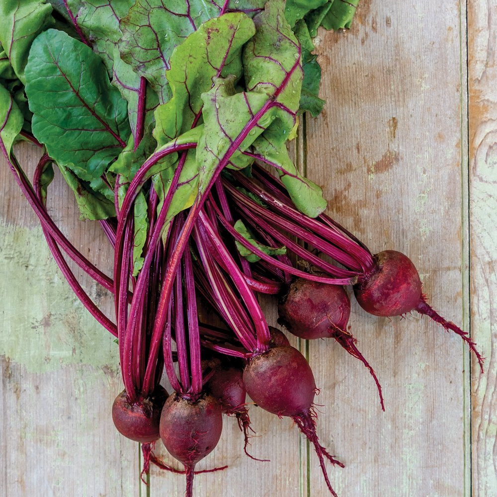 Organic Medium Top Detroit Dark Red Beet Vegetable Seed, 1-Pack